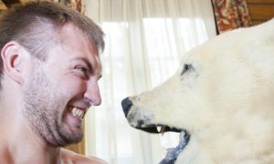 Polar Bear Leaves the Ice. How to Deal With Them Inuit Style