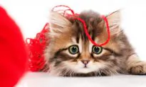 Why Funny Cat Videos Are Good for Your Brain