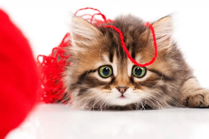 (Shutterstock*)