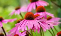 9 Top Herbs to Boost Your Immune System