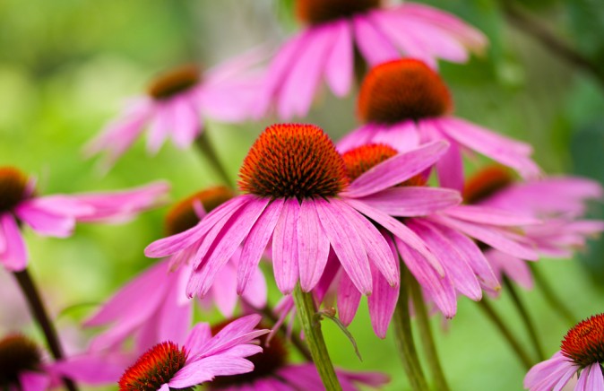 Echinacea (Shutterstock*)