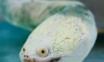 World Turtle Day 2014: Very Strange Turtles, Very Strange Turtle Stories (Videos, Photos)