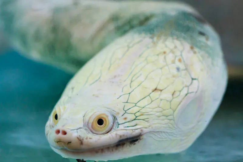 A close up of the critically endangered snake-necked turtle. (Shutterstock*)