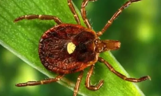 Man Dies of Troubling Tick Borne Illness (Video)