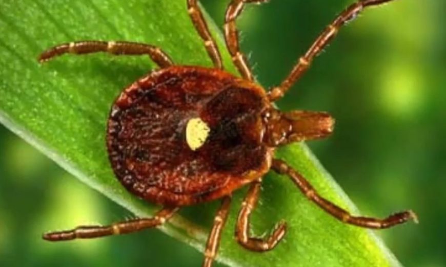 Illinois Resident Tests Positive For Tick Borne Heartland Virus