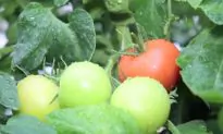 Vegetarian Diet Lowers Risk of Heart Diseases (Video)