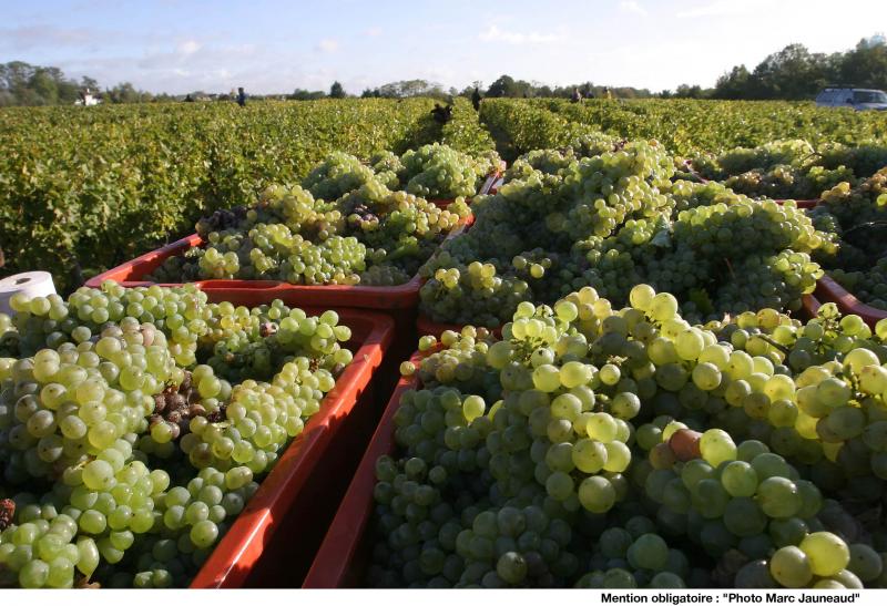 The grape harvest. (Courtesy of © InterLoire Marc Jauneaud)