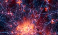 Decoding the Gravitational Evolution of Dark Matter Halos
