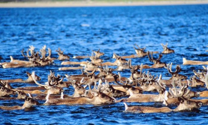 Migrating caribou swim across a river. The Alberta government has begun auctioning off 1,700 hectares of crucial caribou habitat to the energy industry. (Photos.com)