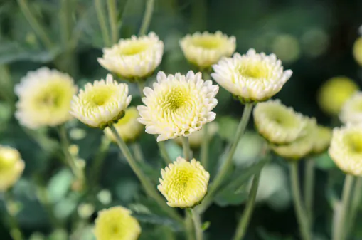 White Chrysanthemum morifolium flowers. (yongkiet/thinkstock)