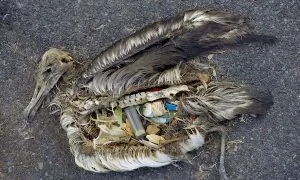 The Plastic That Vanishes and Feeds the Fish