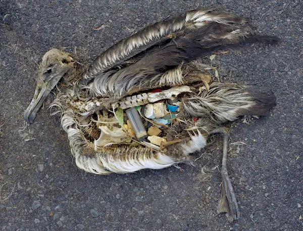 The unaltered stomach contents of a dead albatross chick photographed on Midway Atoll National Wildlife Refuge in the Pacific in September 2009 include plastic marine debris fed the chick by its parents. (Courtesy of the US Fish and Wildlife Service)