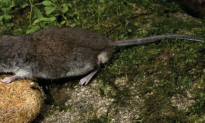 New Rodent Species Found in Indonesia