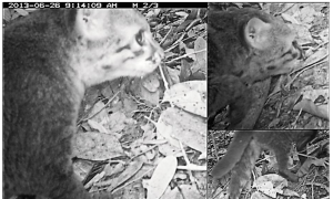 Rare Pictures of Flat-headed Cats in Park