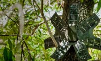 Discarded Cell Phones to Help Fight Rainforest Poachers, Loggers in Real-Time