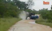 Watch Terrifying Moment an Elephant Rolls Over a Car (+Video)