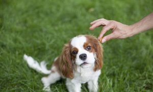 Dog Treats Made in China Linked to Kidney Failure, Death