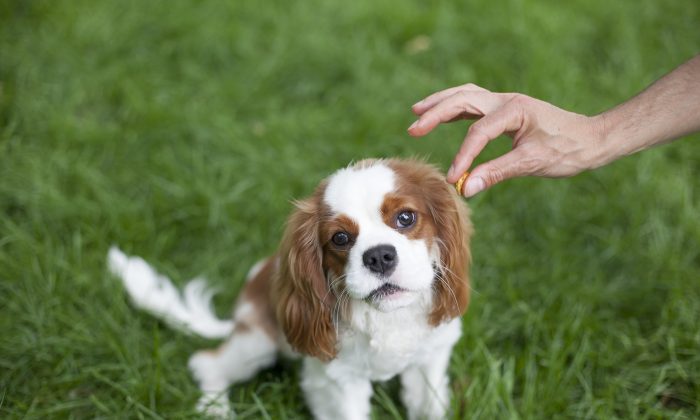 A dog called Ivy, is being fed a treat at Washington Square Park in Manhattan, on June 4, 2014 (Samira Bouaou/Epoch Times)
