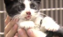 Rough Ride for ‘Miracle Kitty’ – Survives Being Thrown Out of Car at 75mph