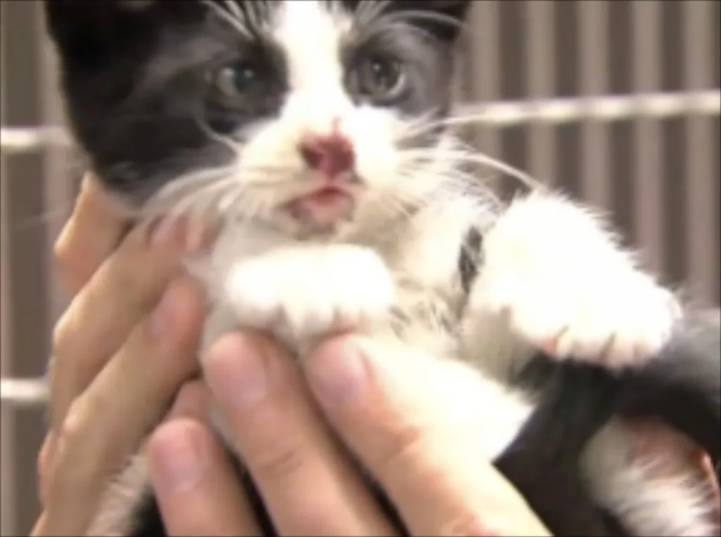 This little fellow is a real 'Miracle Kitty' - after being thrown out of a driving car he miraculously survived, earning him the name 'Rambo'. (AOL)