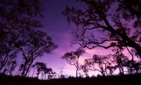 Next Big Idea in Forest Conservation? Making Community Protection Economically Viable