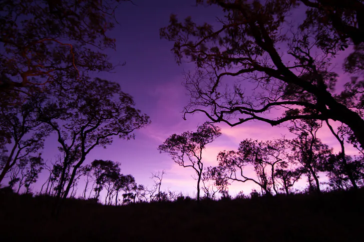 A forest in Tanzania, Africa. (Thinkstock)