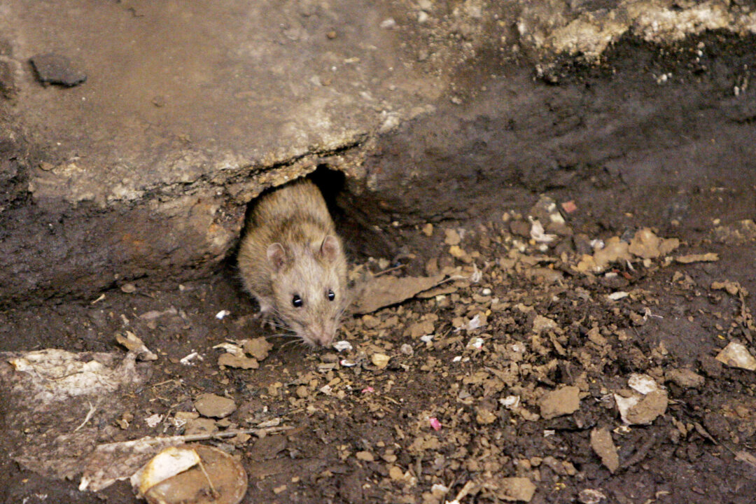 Rodents are considered the primary spreaders of hantavirus. In this file photo, a rat is seen Brooklyn, New York. (Julie Jacobson/AP)
