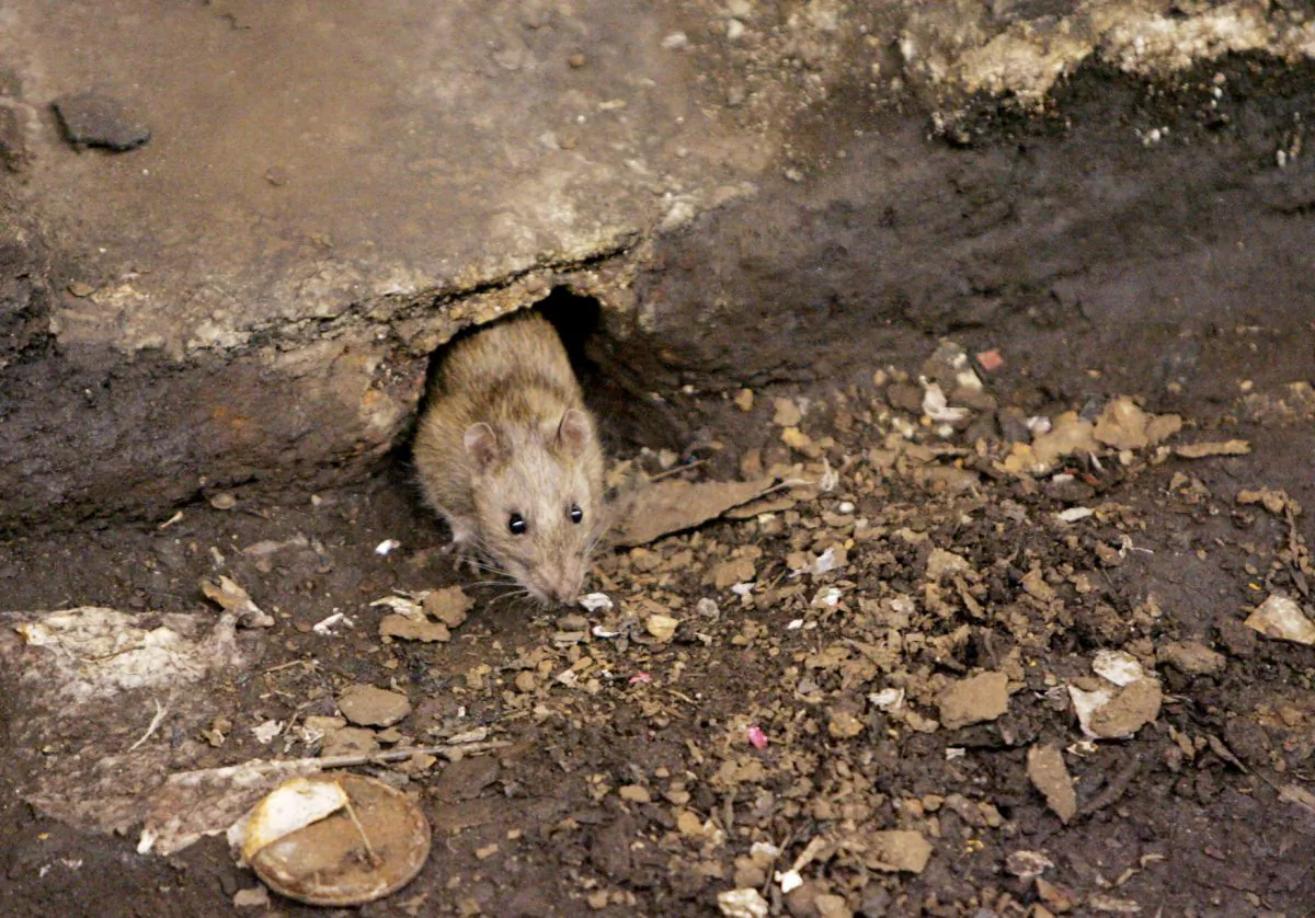 Rodents are considered the primary spreaders of hantavirus. In this file photo, a rat is seen Brooklyn, New York. . (AP Photo Photo/Julie Jacobson)