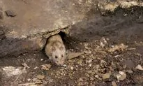 Could NYC Rats Be a Harbor for the Plague?