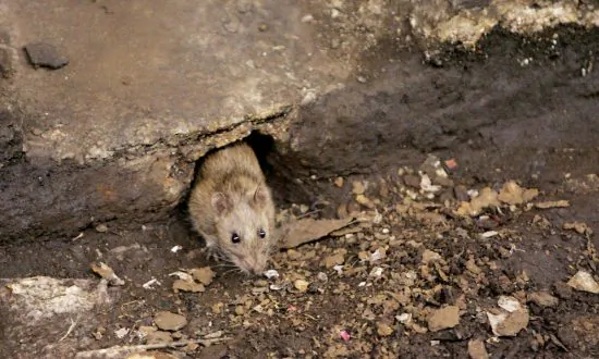 Colorado Resident Dies From Hantavirus After Rodent Exposure