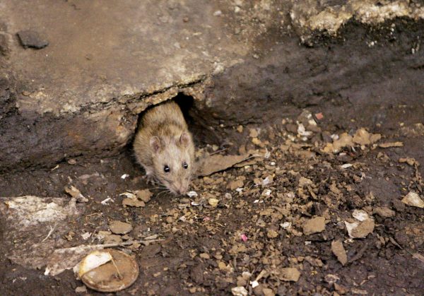 Colorado Resident Dies From Hantavirus After Rodent Exposure