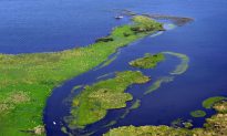 Saving Wetlands Through Responsible Cultivation of Soy