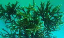 Coral Restoration: Nursery Farming and Replanting Menaced Species