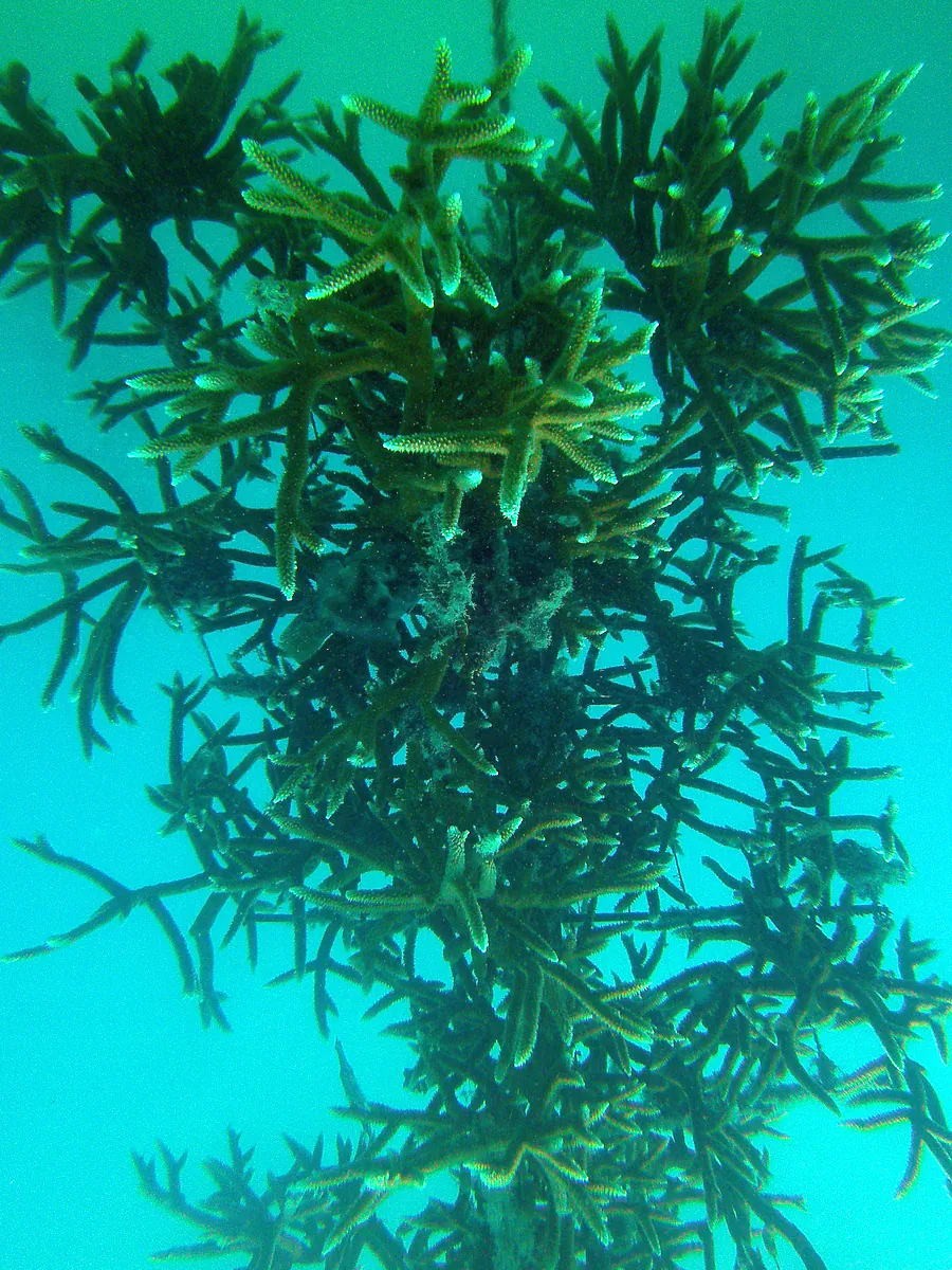 Close up of coral tree underwater. Coral branches grow on the trees in the Coral Restoration Foundation's nursery. (John Christopher Fine copyright 2014)