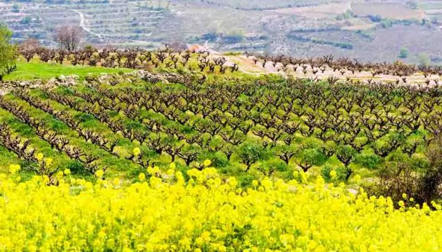 Choose Your Wine Route in Cyprus