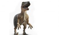 This Robot Dinosaur is Super Fast—It’s Really Scary (Video)