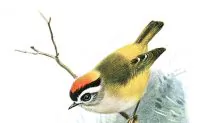 World’s Highest Number of Song Birds in India