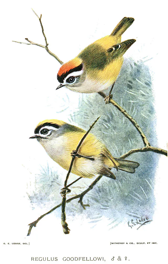 Flamecrest songbird. One of many species of songbird found in the Himalayas (photo from www.wikipedia.org)
