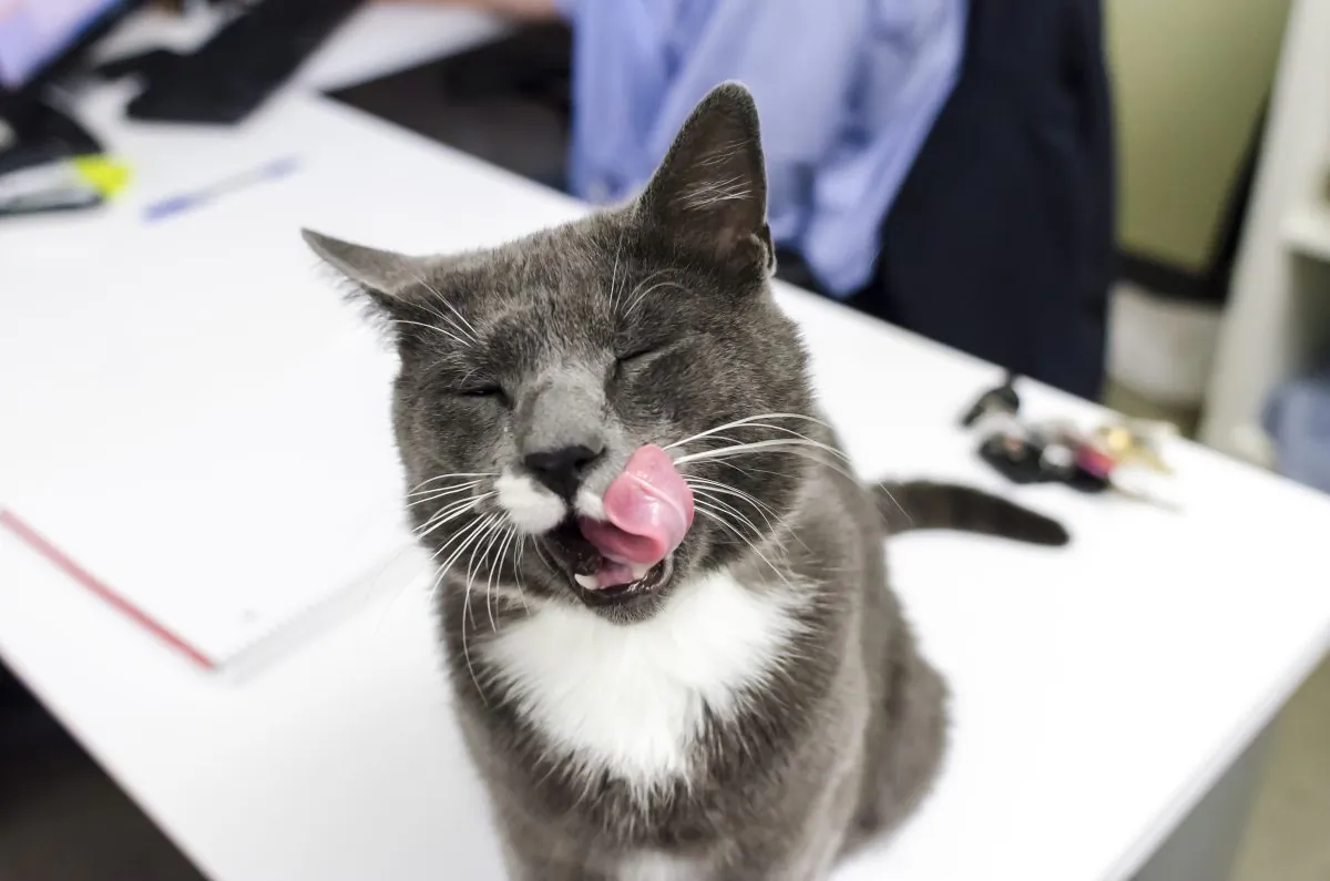 (Stacey Axelrod/Anita Edson ASPCA)