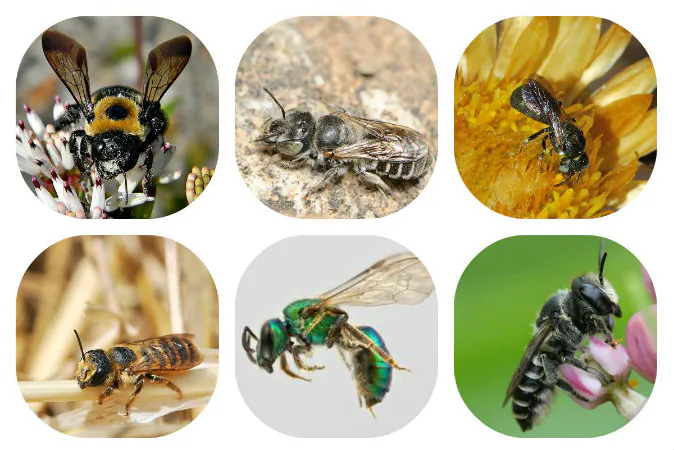 Solitary Bees. Common to New York and other places. From left to right, top to bottom: Eastern carpenter bee (Xylocopa virginica), Hoplitis (homalocera), Ceratina (dentivrentis), Megachile (albisecta), Pure-green sweat bee, Megachile (rotundata).