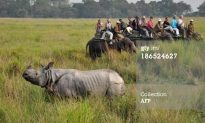 Despite Poaching, Assam Rhino Numbers Are Rising