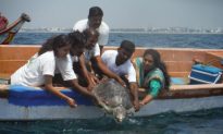 Rescued Female Turtle Swims Free Again