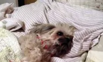 H3N2 Dog Flu Cases Reported Across Two Dozen U.S. States