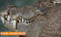 Human Remains Found In Australian Crocodile (Video)