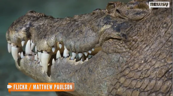 Human Remains Found In Australian Crocodile (Video)