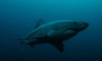 Something In The Ocean Eats Great White Sharks (Video)