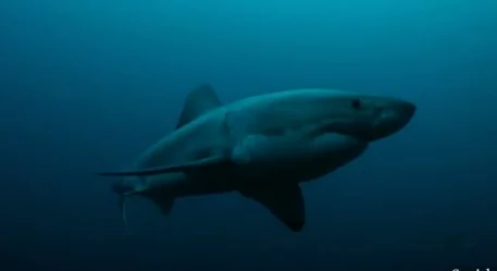 Something In The Ocean Eats Great White Sharks (Video)