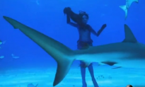 Real-Life Mermaid Swims With Sharks (Video)