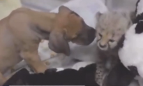 Puppy and Cheetah Cub Become Best Friends (Video)