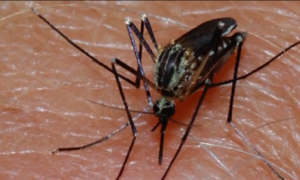 New Mosquito-Carried Virus Confirmed In U.S. (Video)